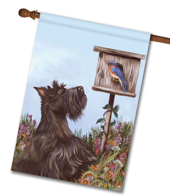 Scottish Terrier Curious   HOUSE