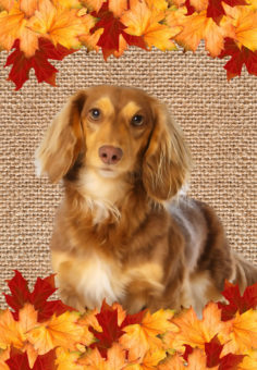 Fall Leaves Brown Long Haired Dachshund   GARDEN