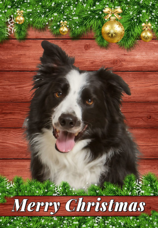 Christmas Barnwood Border Collie   GARDEN